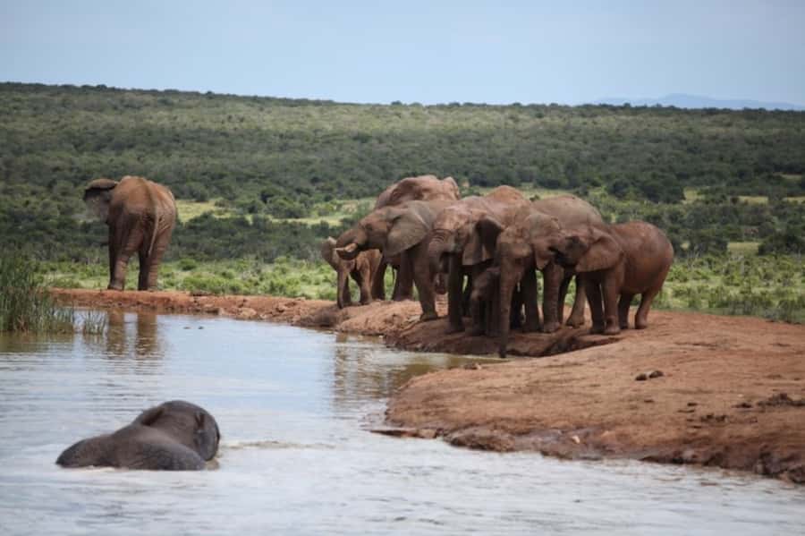 Full-Day All Inclusive Safari with Traditional Braai Lunch - Why Addo works so well for a full-day safari