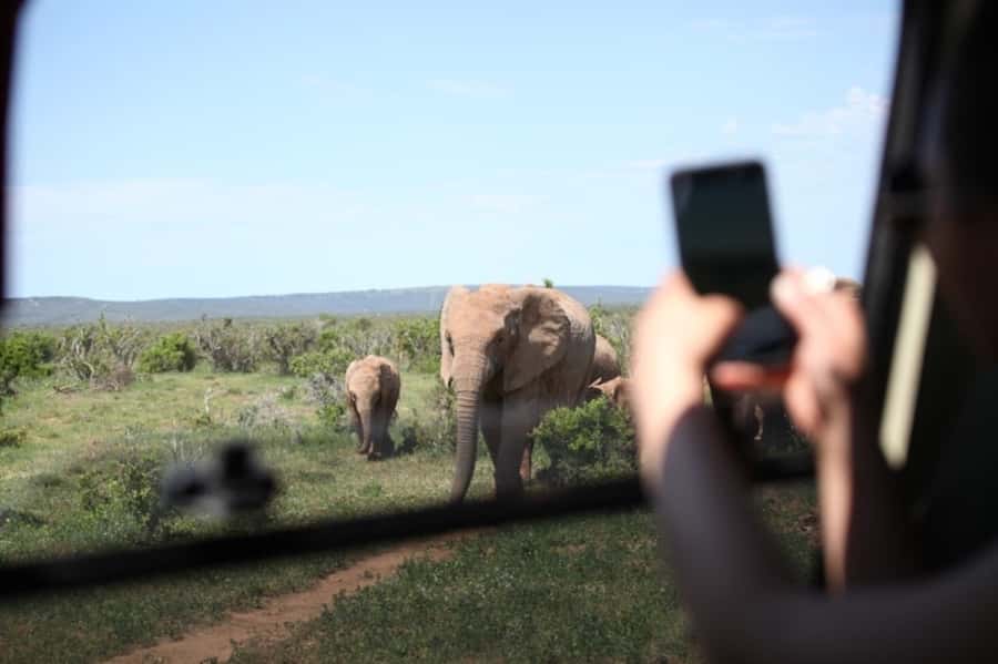 Full-Day All Inclusive Safari with Traditional Braai Lunch - Tea, coffee, and the search for elephants