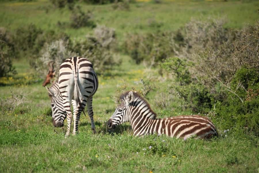 Full-Day All Inclusive Safari with Traditional Braai Lunch - A traditional braai inside the park