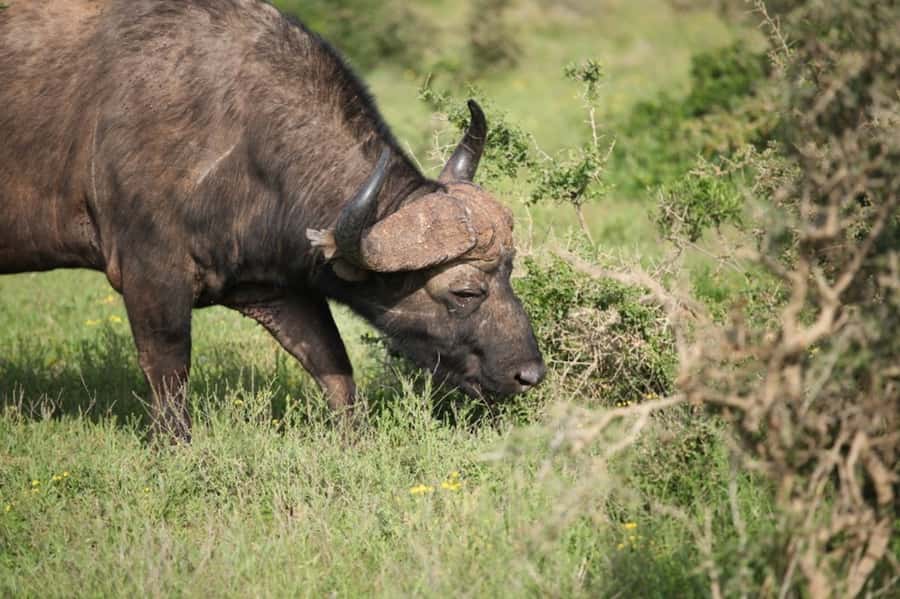 Full-Day All Inclusive Safari with Traditional Braai Lunch - The guide makes or breaks the day