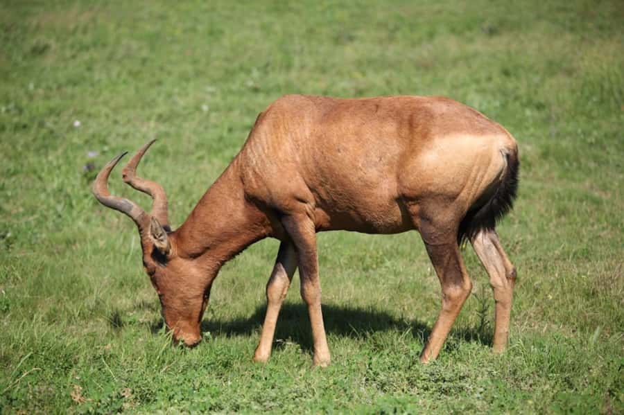 Full-Day All Inclusive Safari with Traditional Braai Lunch - Comfort, timing, and who should choose it