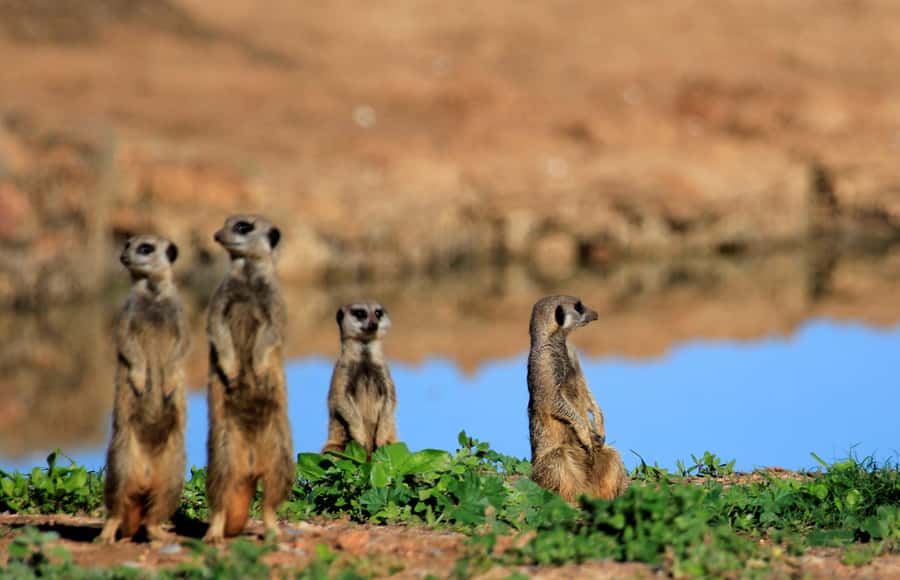 Full-Day All Inclusive Safari with Traditional Braai Lunch - Is the $186 price fair?
