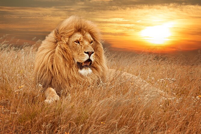 Full Day Big 5 Aquila Safari Private Transfers Including Park Fee From Cape Town - A practical Cape Town safari without a domestic flight
