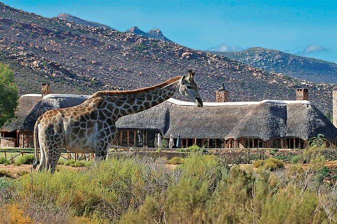 Full Day Big 5 Aquila Safari Private Transfers Including Park Fee From Cape Town - The shared safari truck and the search for the Big Five