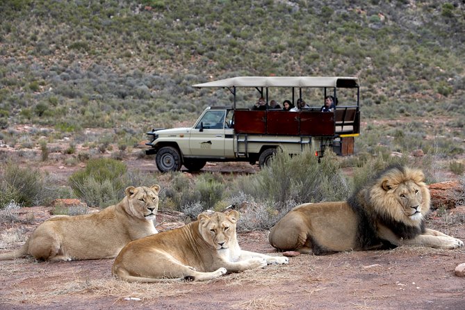 Full Day Big 5 Aquila Safari Private Transfers Including Park Fee From Cape Town - Who will enjoy this day most?