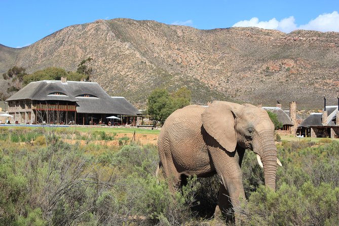 Full Day Big 5 Aquila Safari Private Transfers Including Park Fee From Cape Town - The two-hour drive to Aquila Game Reserve