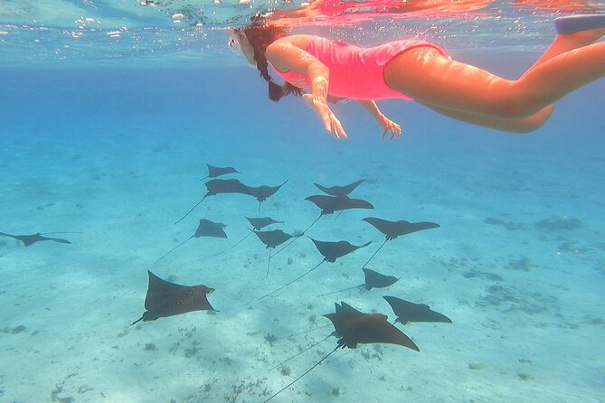 Full-day Lagoon Safari Tour with Lunch in Bora Bora - Shared tour - Key things to know before you book