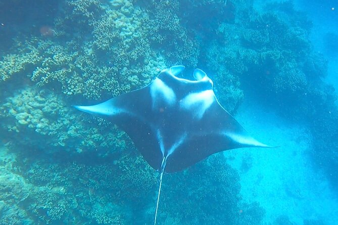 Full-day Lagoon Safari Tour with Lunch in Bora Bora - Shared tour - Stop three: a coral garden filled with reef fish