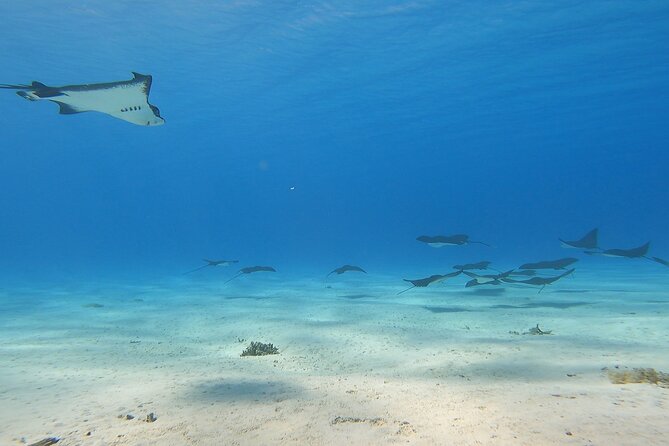 Full-day Lagoon Safari Tour with Lunch in Bora Bora - Shared tour - Stop one: the long view across Bora Bora’s lagoon