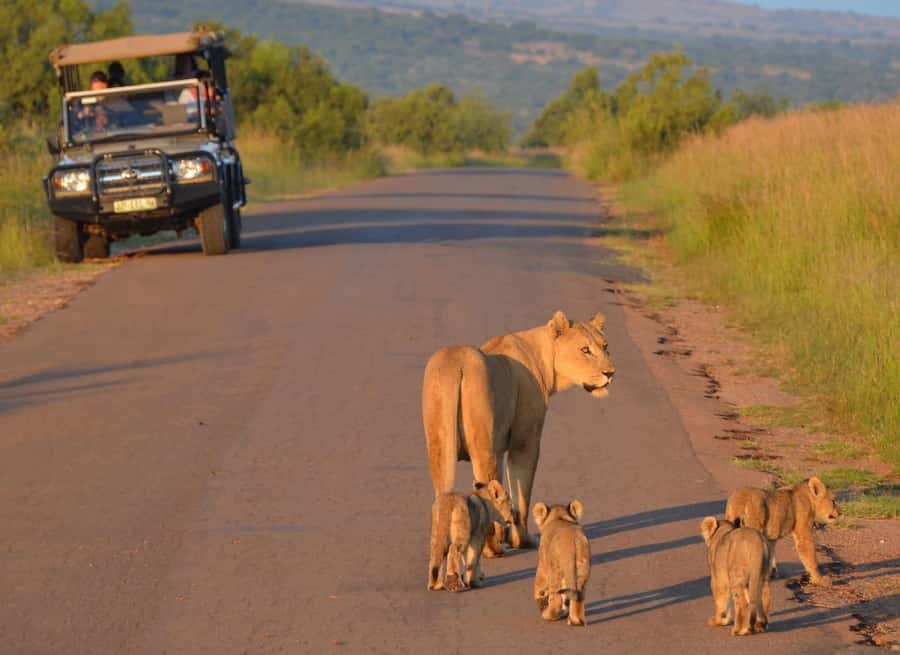 Full-Day Pilanesberg Safari from Sun City - Key points at a glance