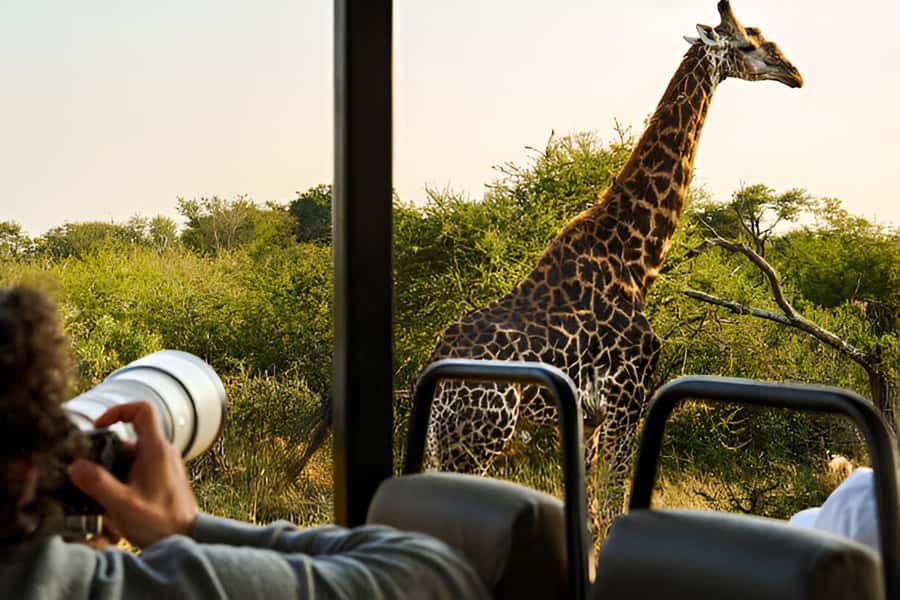 Full-Day Pilanesberg Safari from Sun City - Why Pilanesberg works so well from Sun City