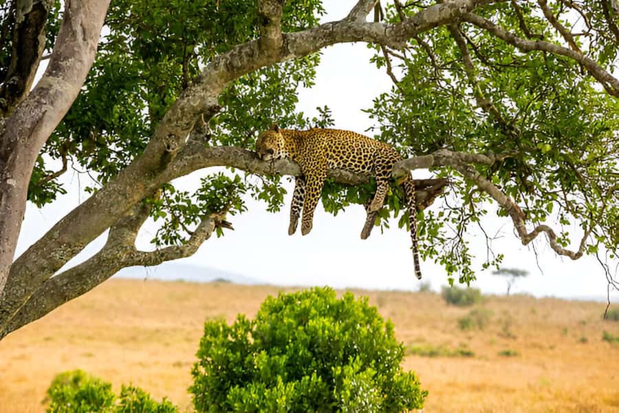 Full-Day Pilanesberg Safari from Sun City - Small details that improve your day