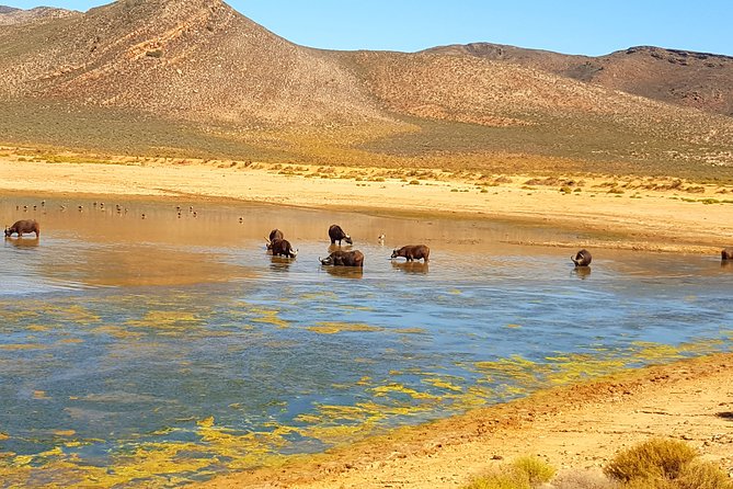 Full-Day Safari Aquila Game Reserve from Cape Town - Franschhoek: food, French influence, and history