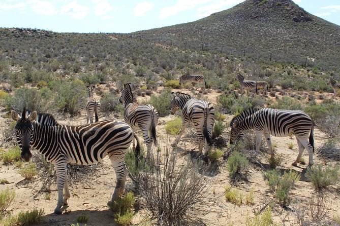Full-Day Safari Aquila Game Reserve from Cape Town - Worcester, Rawsonville, and the Hex Valley