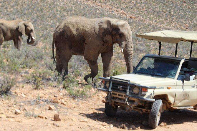 Full-Day Safari Aquila Game Reserve from Cape Town - Arriving at Aquila Game Reserve
