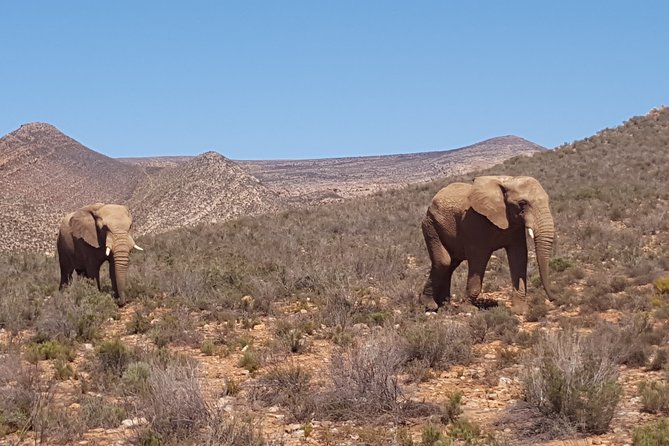 Full-Day Safari Aquila Game Reserve from Cape Town - Stellenbosch: the first wine-country views