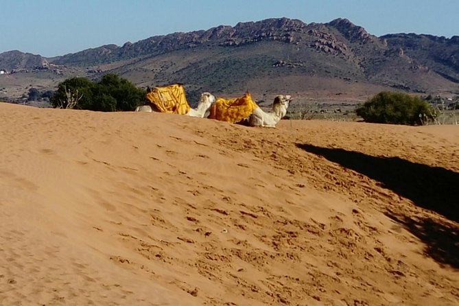 Full-Day Safari Small Desert With Lunch - Transport, group size, and comfort
