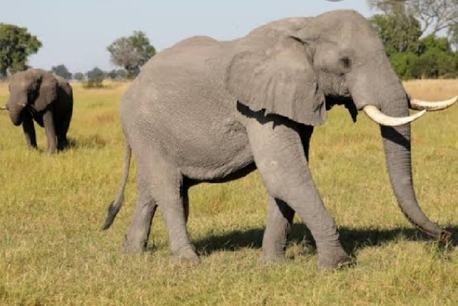 Full Day Safari Tour of Pilanesberg National Park, Open Jeep experience - Why Pilanesberg works as a Johannesburg day trip