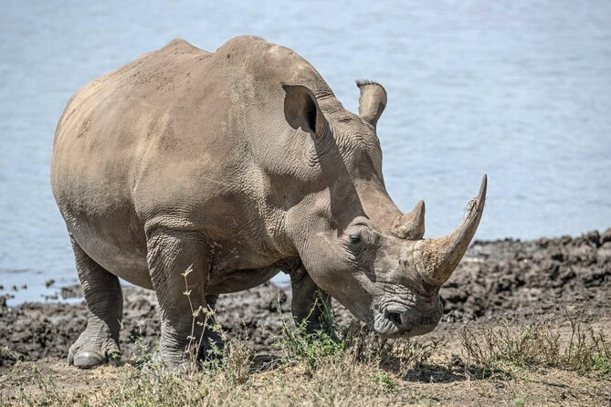 Full Day Safari Tour of Pilanesberg National Park, Open Jeep experience - Searching for the Big Five