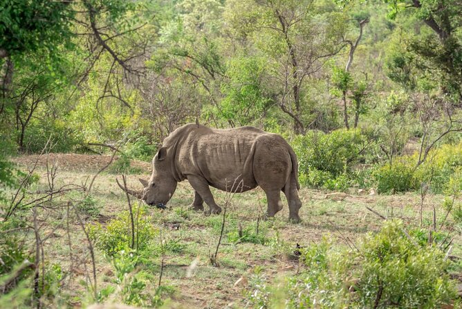 Full Day Safari Tour of Pilanesberg National Park, Open Jeep experience - A full day inside the reserve