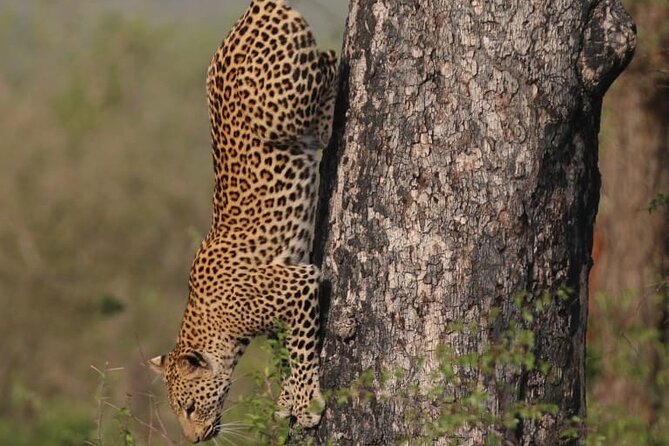 Full Day Safari Tour of Pilanesberg National Park, Open Jeep experience - The scenery and the pace