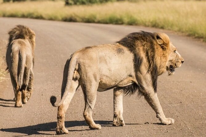 Full Day Safari Tour of Pilanesberg National Park, Open Jeep experience - Price and overall value