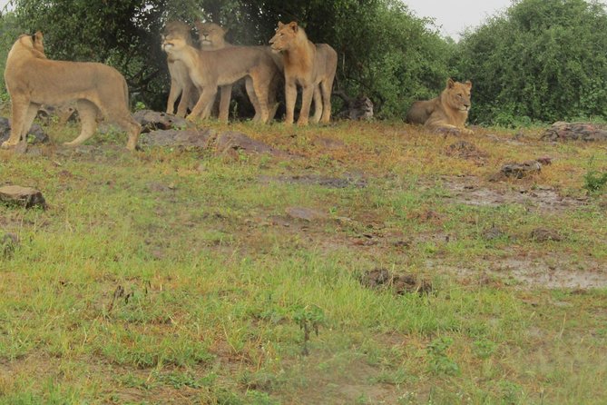 Full Day Safari Tour of Pilanesberg National Park, Open Jeep experience - What the open safari jeep adds
