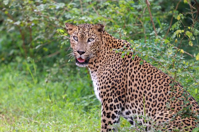 Full day Safari - Yala National Park - 04.30 am to 06.00 pm with - Janaka safari - The 4:30 am pickup and the first park roads