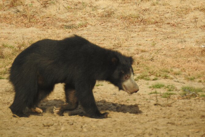 Full day Safari - Yala National Park - 04.30 am to 06.00 pm with - Janaka safari - Elephants, bears, buffalo, and the wider animal list