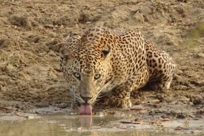 Full day Safari – Yala National Park – 04.30 am to 06.00 pm with – Janaka safari