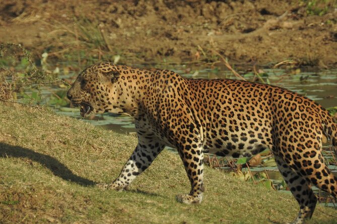 Full day Safari - Yala National Park - 04.30 am to 06.00 pm with - Janaka safari - Breakfast, lunch, and the long midday pause