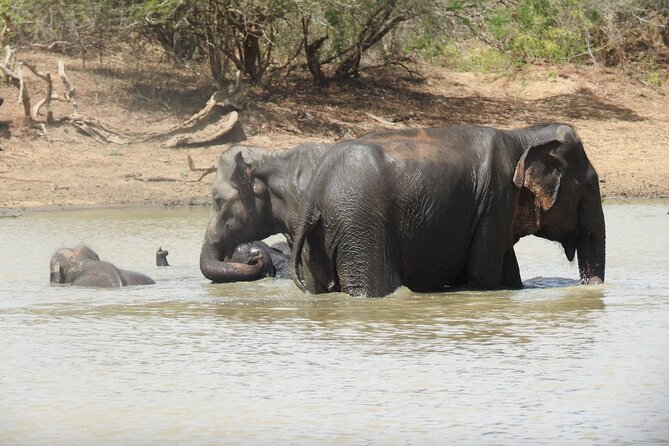 Full day Safari - Yala National Park - 04.30 am to 06.00 pm with - Janaka safari - The guides who shape the experience