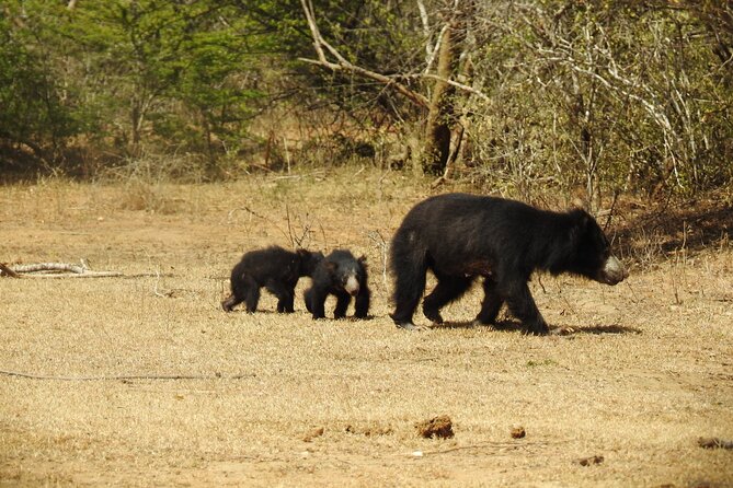Full day Safari - Yala National Park - 04.30 am to 06.00 pm with - Janaka safari - Price, entry fees, and overall value
