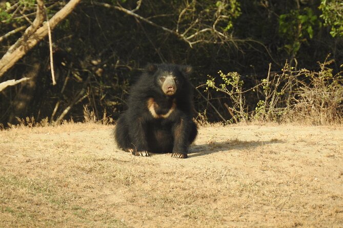 Full day Safari - Yala National Park - 04.30 am to 06.00 pm with - Janaka safari - Who should book this safari
