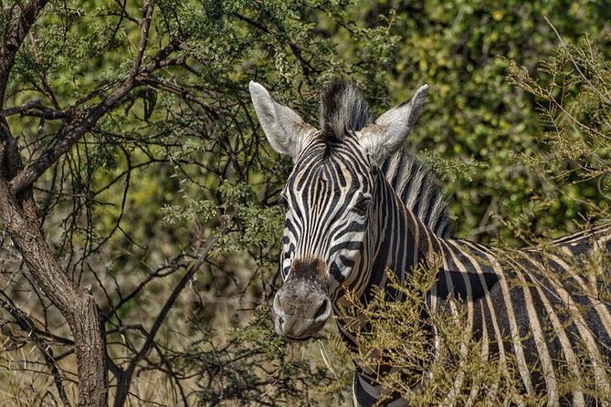 Full-Day Shared Kruger National Park Safari from Hoedspruit - Leaving Hoedspruit before sunrise