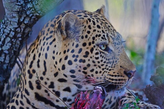 Full-Day Shared Kruger National Park Safari from Hoedspruit - Who will enjoy this full-day safari