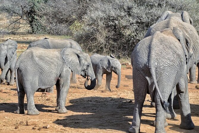 Full-Day Shared Kruger National Park Safari from Hoedspruit - Practical details that affect your day
