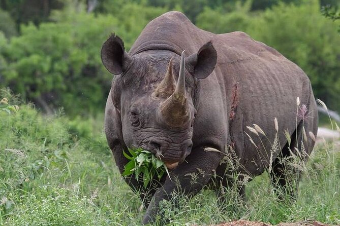 Full-Day Shared Kruger National Park Safari from Hoedspruit - Should you book the Kruger safari from Hoedspruit?