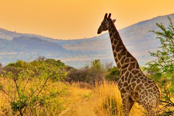 Full Day Ultimate Pilanesberg National Park Safari from Johannesburg or Pretoria - Lunch at the Pilanesberg Center