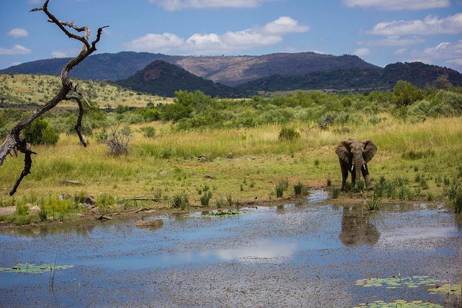 Full Day Ultimate Pilanesberg National Park Safari from Johannesburg or Pretoria - The afternoon drive and the trip home