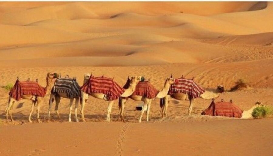 Fullday pushkar tour from jaipur with guid+camel/jeep safari - Is $49 a fair price?