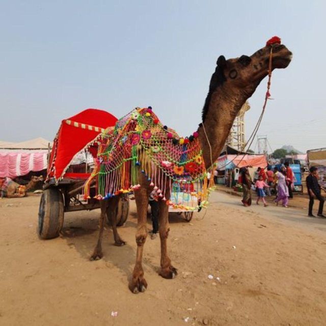 Fullday pushkar tour from jaipur with guid+camel/jeep safari - Sunset at Ratnagiri Hills