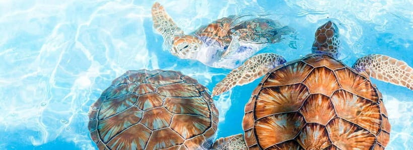 Galle Day Trip - River Safari, Sea Turtle & Stilt Fishermen - Galle Fort, a compact history lesson