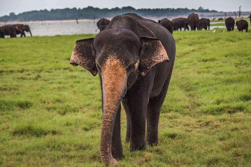 Galle/Mirissa/Hiriketiya: Drop to Ella & Udawalawa Safari - Key points to know before booking