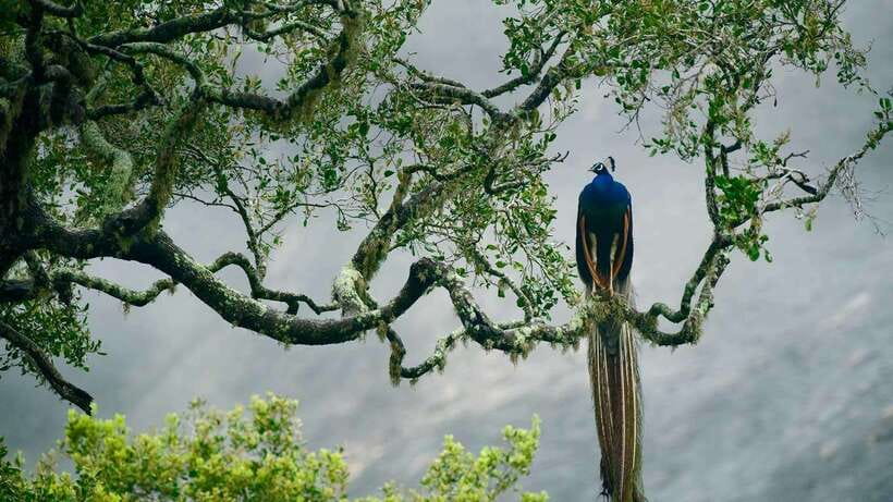 Galle/Mirissa/Hiriketiya: Drop to Ella & Udawalawa Safari - What you may see at Udawalawe