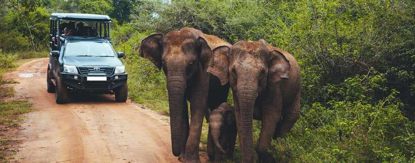 Galle/Mirissa/Hiriketiya: Drop to Ella & Udawalawa Safari - Price, park fees, and real value