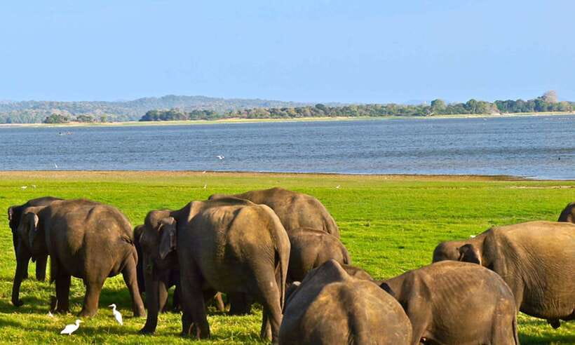 Galle/Mirissa/Hiriketiya: Drop to Ella & Udawalawa Safari - Guide quality and communication