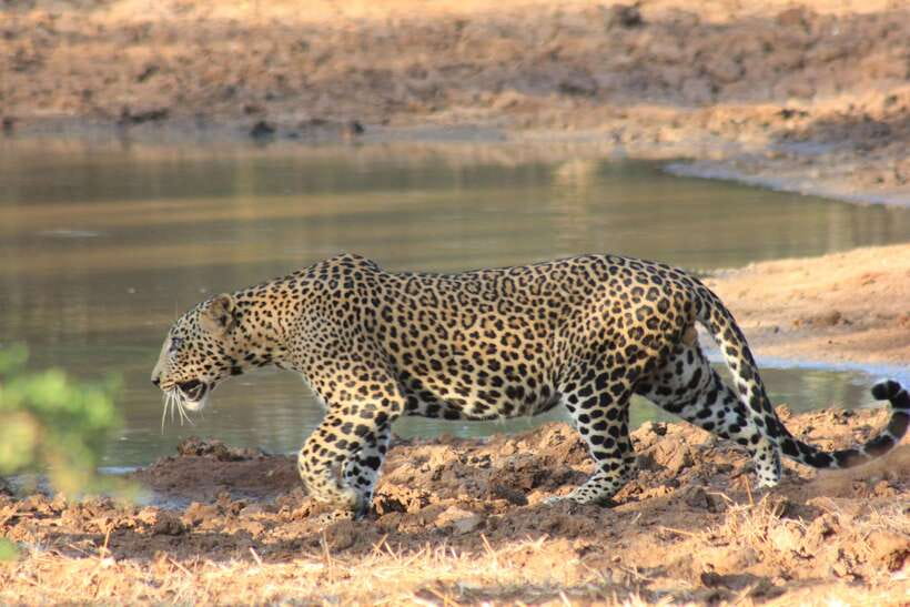 GALLE/MIRISSA/TANGALLE/HIRIKETIYA DROP to ELLA & YALA SAFARI - Key points to know before booking