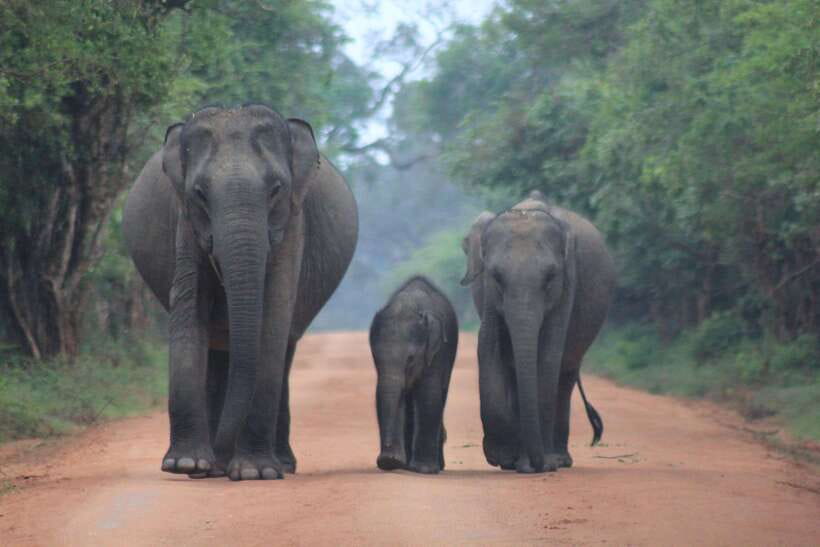 GALLE/MIRISSA/TANGALLE/HIRIKETIYA DROP to ELLA & YALA SAFARI - One booking, two very different Sri Lankan days