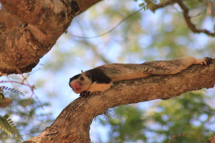 GALLE/MIRISSA/TANGALLE/HIRIKETIYA DROP to ELLA & YALA SAFARI - Two game drives, with Patanangala between them
